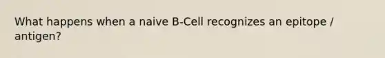 What happens when a naive B-Cell recognizes an epitope / antigen?