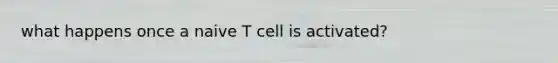 what happens once a naive T cell is activated?