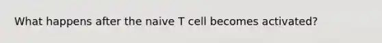 What happens after the naive T cell becomes activated?