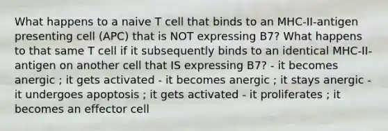 What happens to a naive T cell that binds to an MHC-II-antigen presenting cell (APC) that is NOT expressing B7? What happens to that same T cell if it subsequently binds to an identical MHC-II-antigen on another cell that IS expressing B7? - it becomes anergic ; it gets activated - it becomes anergic ; it stays anergic - it undergoes apoptosis ; it gets activated - it proliferates ; it becomes an effector cell