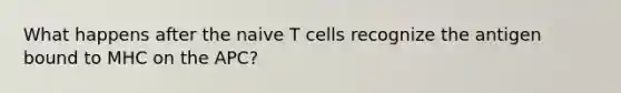 What happens after the naive T cells recognize the antigen bound to MHC on the APC?