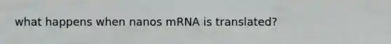 what happens when nanos mRNA is translated?