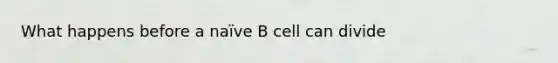 What happens before a naïve B cell can divide