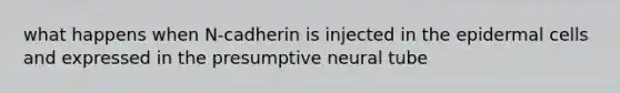 what happens when N-cadherin is injected in the epidermal cells and expressed in the presumptive neural tube