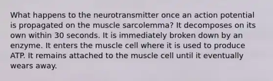 What happens to the neurotransmitter once an action potential is propagated on the muscle sarcolemma? It decomposes on its own within 30 seconds. It is immediately broken down by an enzyme. It enters the muscle cell where it is used to produce ATP. It remains attached to the muscle cell until it eventually wears away.