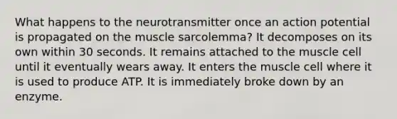 What happens to the neurotransmitter once an action potential is propagated on the muscle sarcolemma? It decomposes on its own within 30 seconds. It remains attached to the muscle cell until it eventually wears away. It enters the muscle cell where it is used to produce ATP. It is immediately broke down by an enzyme.