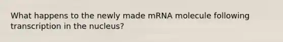 What happens to the newly made mRNA molecule following transcription in the nucleus?