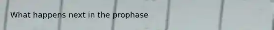 What happens next in the prophase