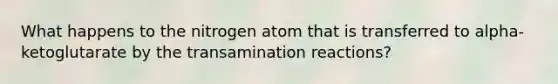 What happens to the nitrogen atom that is transferred to alpha-ketoglutarate by the transamination reactions?