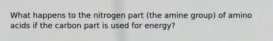 What happens to the nitrogen part (the amine group) of amino acids if the carbon part is used for energy?