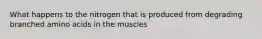 What happens to the nitrogen that is produced from degrading branched amino acids in the muscles