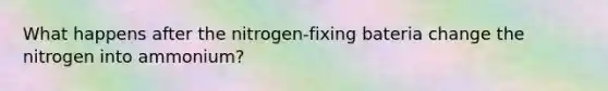 What happens after the nitrogen-fixing bateria change the nitrogen into ammonium?