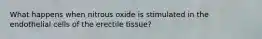 What happens when nitrous oxide is stimulated in the endothelial cells of the erectile tissue?