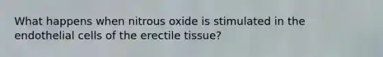 What happens when nitrous oxide is stimulated in the endothelial cells of the erectile tissue?