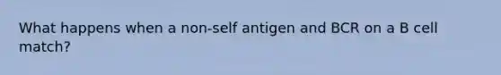 What happens when a non-self antigen and BCR on a B cell match?