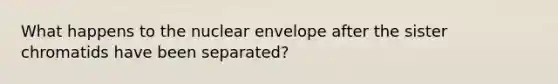 What happens to the nuclear envelope after the sister chromatids have been separated?