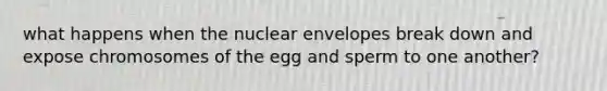 what happens when the nuclear envelopes break down and expose chromosomes of the egg and sperm to one another?