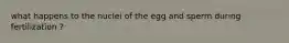 what happens to the nuclei of the egg and sperm during fertilization ?