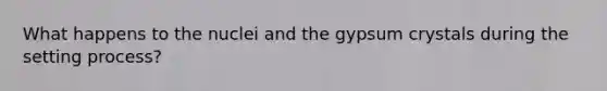 What happens to the nuclei and the gypsum crystals during the setting process?