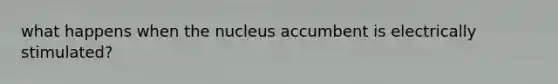 what happens when the nucleus accumbent is electrically stimulated?