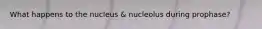 What happens to the nucleus & nucleolus during prophase?