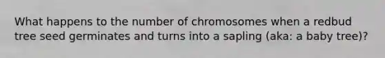What happens to the number of chromosomes when a redbud tree seed germinates and turns into a sapling (aka: a baby tree)?