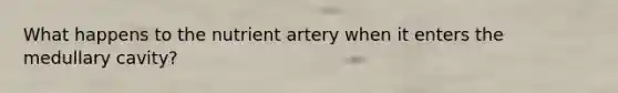 What happens to the nutrient artery when it enters the medullary cavity?