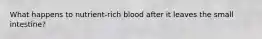 What happens to nutrient-rich blood after it leaves the small intestine?