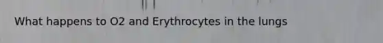 What happens to O2 and Erythrocytes in the lungs