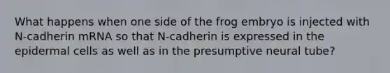 What happens when one side of the frog embryo is injected with N-cadherin mRNA so that N-cadherin is expressed in the epidermal cells as well as in the presumptive neural tube?