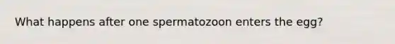 What happens after one spermatozoon enters the egg?