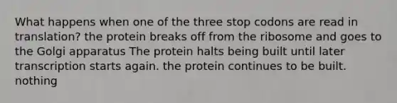 What happens when one of the three stop codons are read in translation? the protein breaks off from the ribosome and goes to the Golgi apparatus The protein halts being built until later transcription starts again. the protein continues to be built. nothing