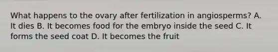 What happens to the ovary after fertilization in angiosperms? A. It dies B. It becomes food for the embryo inside the seed C. It forms the seed coat D. It becomes the fruit