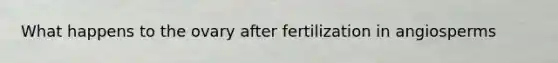 What happens to the ovary after fertilization in angiosperms