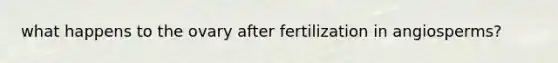 what happens to the ovary after fertilization in angiosperms?