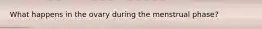 What happens in the ovary during the menstrual phase?