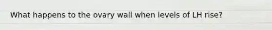 What happens to the ovary wall when levels of LH rise?