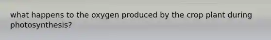 what happens to the oxygen produced by the crop plant during photosynthesis?