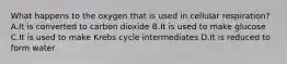 What happens to the oxygen that is used in cellular respiration? A.It is converted to carbon dioxide B.It is used to make glucose C.It is used to make Krebs cycle intermediates D.It is reduced to form water