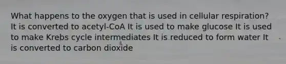 What happens to the oxygen that is used in cellular respiration? It is converted to acetyl-CoA It is used to make glucose It is used to make Krebs cycle intermediates It is reduced to form water It is converted to carbon dioxide