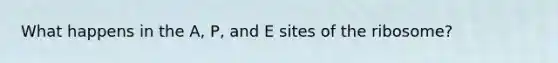 What happens in the A, P, and E sites of the ribosome?