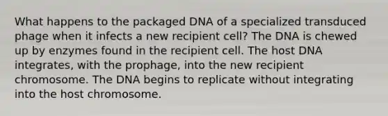 What happens to the packaged DNA of a specialized transduced phage when it infects a new recipient cell? The DNA is chewed up by enzymes found in the recipient cell. The host DNA integrates, with the prophage, into the new recipient chromosome. The DNA begins to replicate without integrating into the host chromosome.