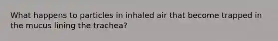 What happens to particles in inhaled air that become trapped in the mucus lining the trachea?