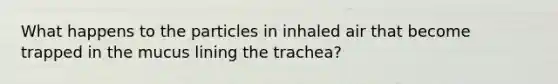 What happens to the particles in inhaled air that become trapped in the mucus lining the trachea?