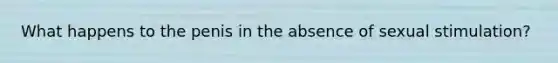 What happens to the penis in the absence of sexual stimulation?