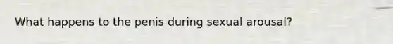 What happens to the penis during sexual arousal?