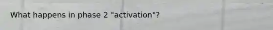 What happens in phase 2 "activation"?