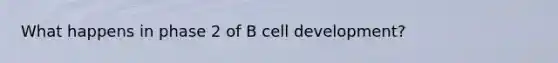 What happens in phase 2 of B cell development?