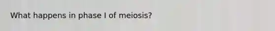 What happens in phase I of meiosis?