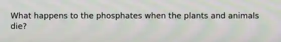 What happens to the phosphates when the plants and animals die?